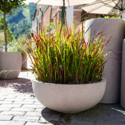 Imperata cylindrica ‘Red Baron’