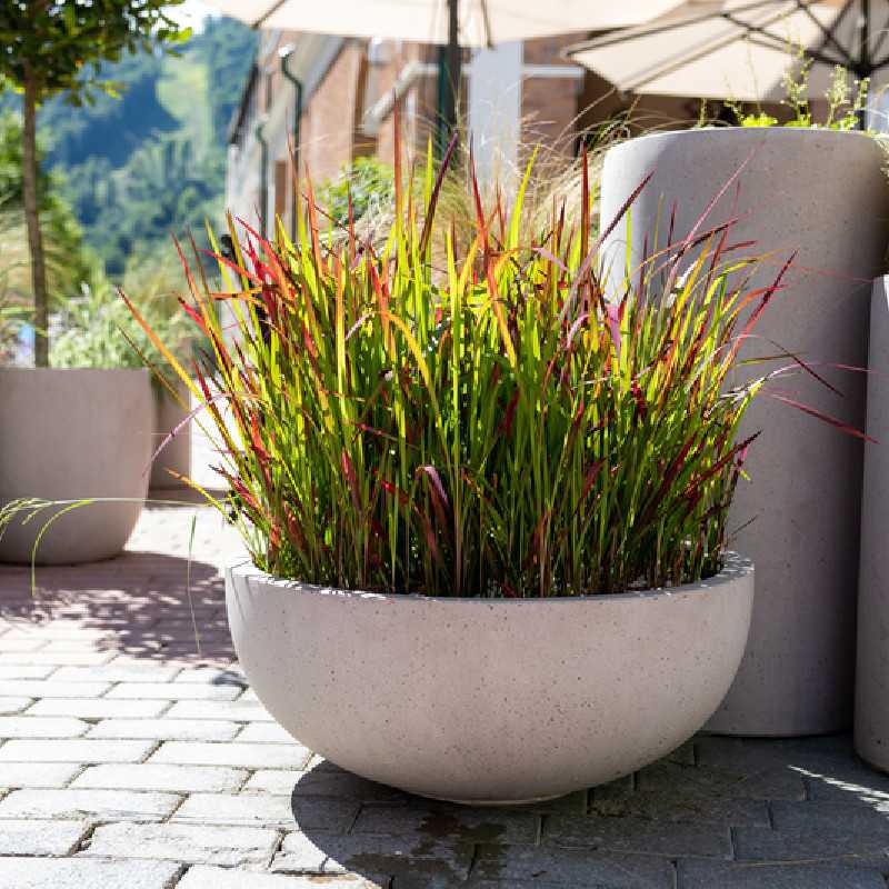 Imperata cylindrica ‘Red Baron’