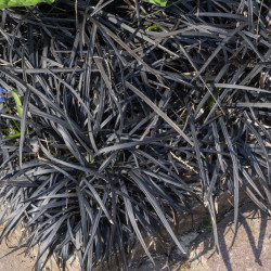 Ophiopogon planiscapus 'Nigrescens'