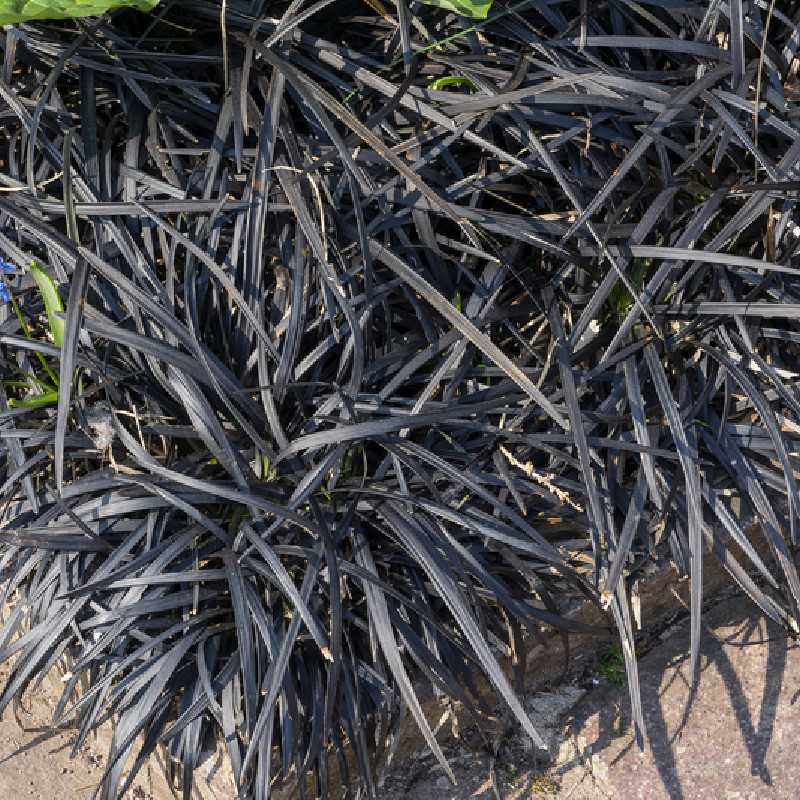 Ophiopogon planiscapus 'Nigrescens'