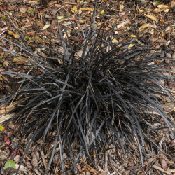 Ophiopogon planiscapus 'Nigrescens'