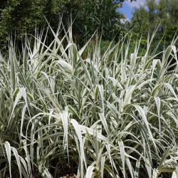 Arundo donax Ely
