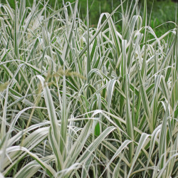 Arundo donax Ely