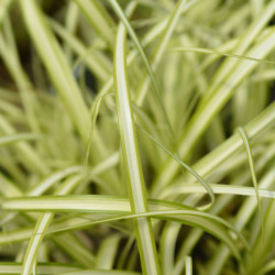 Carex oshimensis Evergold
