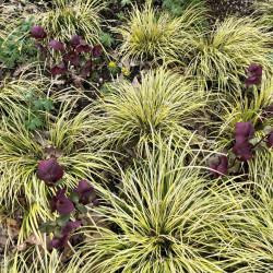 Carex oshimensis Evergold