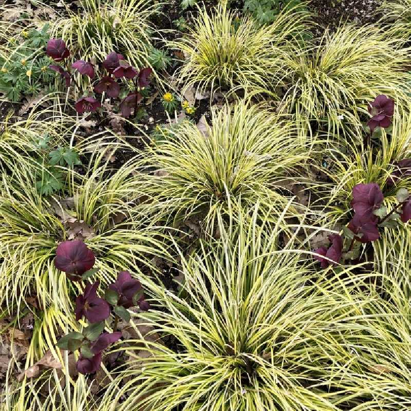 Carex oshimensis Evergold