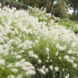 Pennisetum villosum