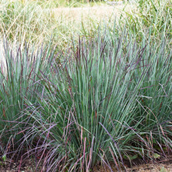 Pennisetum villosum