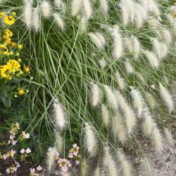 Pennisetum villosum