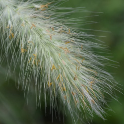 Pennisetum villosum