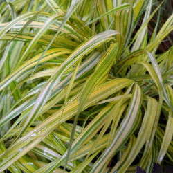 Hakonechloa macra ‘Aureola’