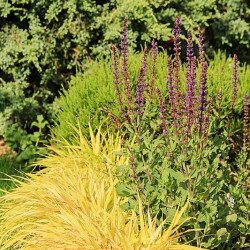 Hakonechloa macra ‘Aureola’