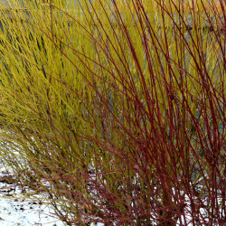Cornus stolonifera 'Flaviramea' - Cornouiller à bois jaune