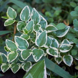 Euonymus fortunei 'Emerald Gaiety' - Fusain
