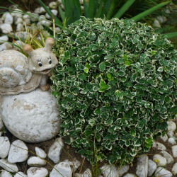 Euonymus fortunei 'Emerald Gaiety' - Fusain