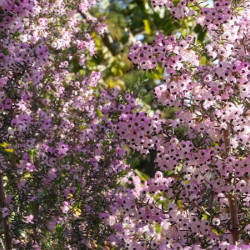 Erica arborea 'Mediterranea' - Bruyère