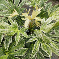Fatsia japonica ‘Spider Web’