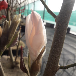 Magnolia × loebneri 'Rasberry Fun'