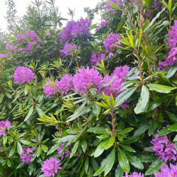Rhododendron  ponticum