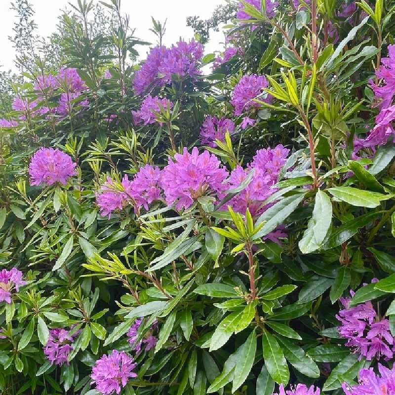Rhododendron  ponticum