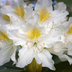 Rhododendron 'Cunningham White'