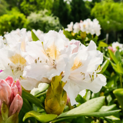 Rhododendron 'Cunningham White'