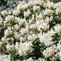 Rhododendron 'Cunningham White'