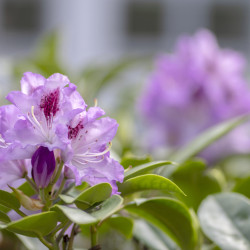 Rhododendron 'Blue Jay'