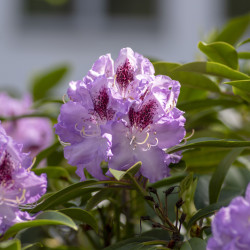 Rhododendron 'Blue Jay'
