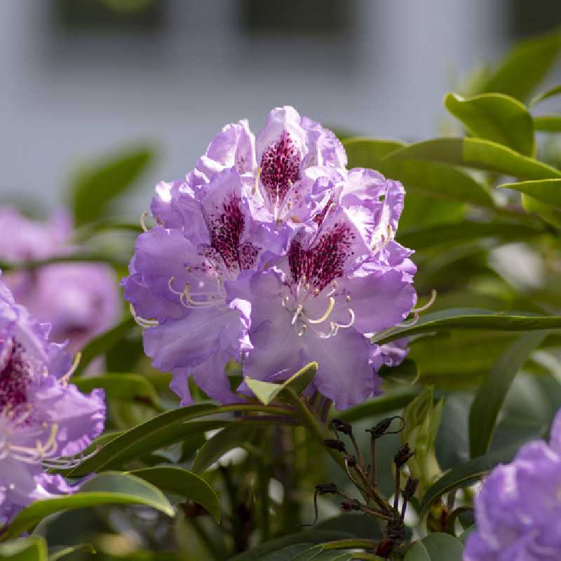 Rhododendron 'Blue Jay'
