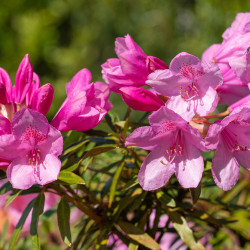 Rhododendron 'Graziella' - Grand Rhododendron