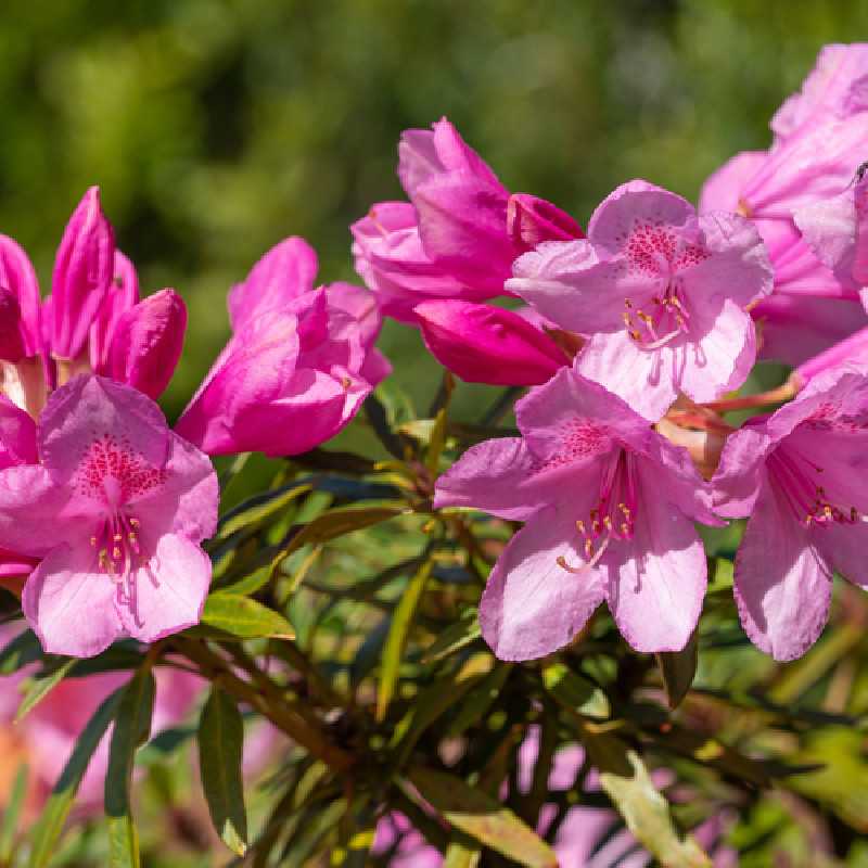 Rhododendron 'Graziella' - Grand Rhododendron