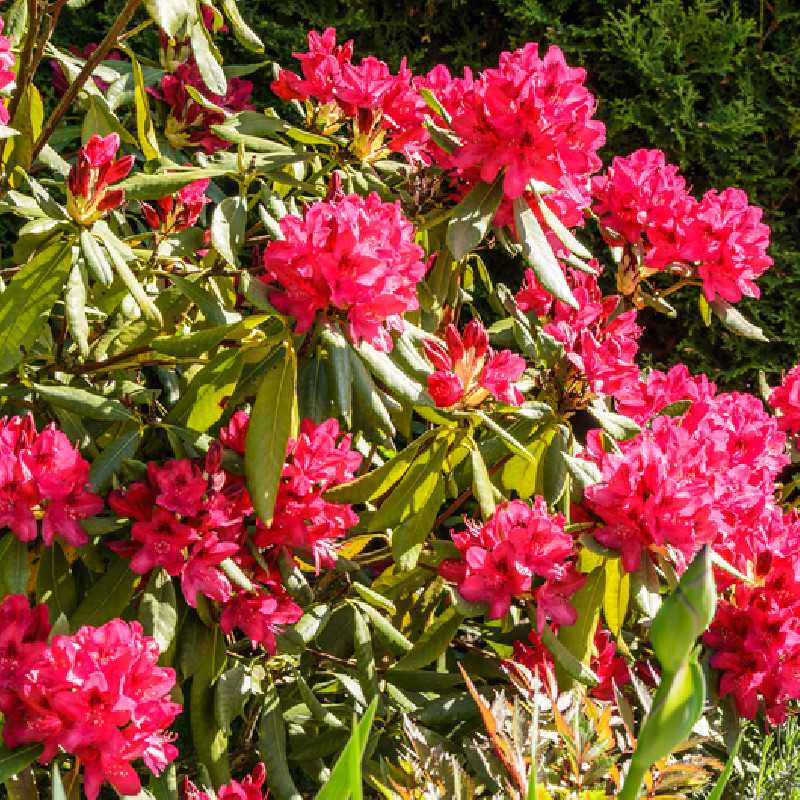 Rhododendron 'Nova Zembla' - Grand Rhododendron