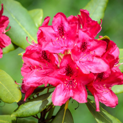 Rhododendron 'Nova Zembla' - Grand Rhododendron
