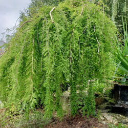 Taxodium distichum 'Cascade Falls' - Cyprès pleureur