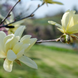 Magnolia 'Daphne'