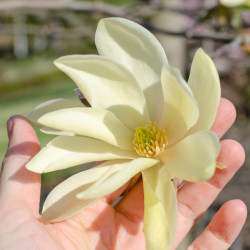 Magnolia 'Daphne'