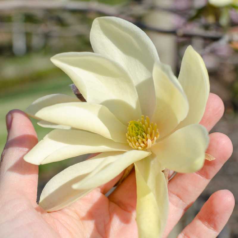 Magnolia 'Daphne'