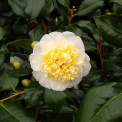 Camellia japonica Brushfield's Yellow