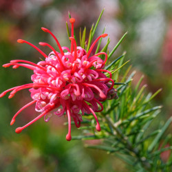 Grevillea juniperina