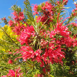 Grevillea juniperina 
