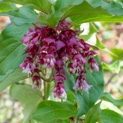 Leycesteria formosa ‘Purple Rain’