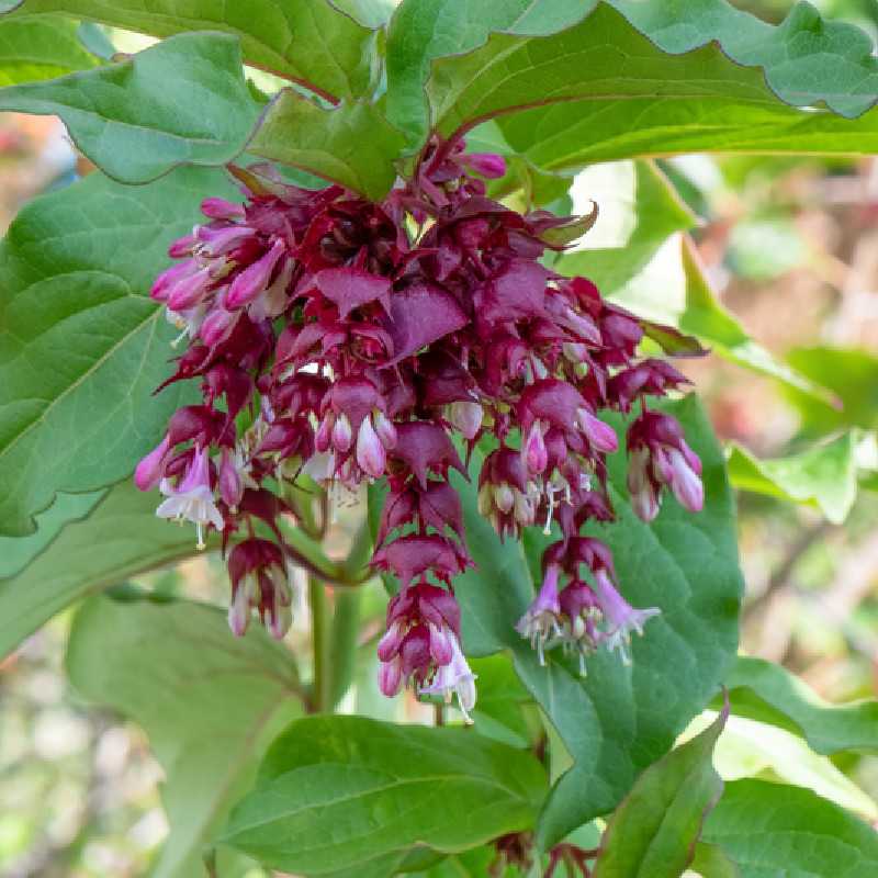Leycesteria formosa ‘Purple Rain’