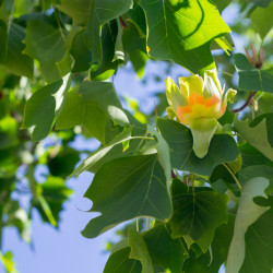Liriodendron tulipifera