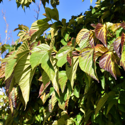 Morus kagayamae ‘Fruitless’
