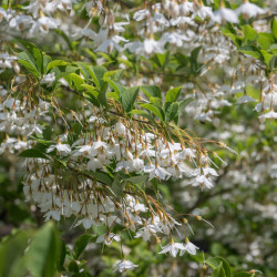 Styrax japonica 'Fragrant Foutain' - Arbre aux clochettes d'argent