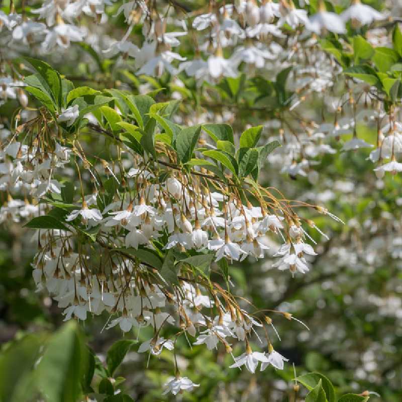 Styrax japonica 'Fragrant Foutain' - Arbre aux clochettes d'argent