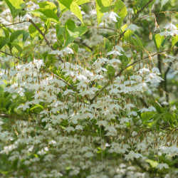 Styrax japonica 'Fragrant Foutain' - Arbre aux clochettes d'argent