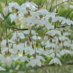 Styrax japonica 'Fragrant Foutain' - Arbre aux clochettes d'argent