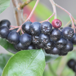 Aronia prunifolia Nero